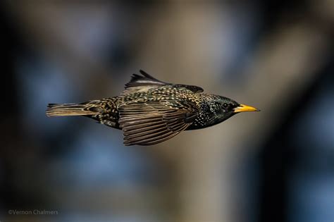 Vernon Chalmers Photography Training: Birds in Flight Photography ...