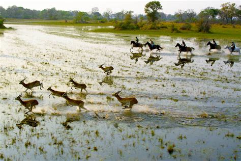 Record Rains in the Okavango 2017 but where is the flood water?