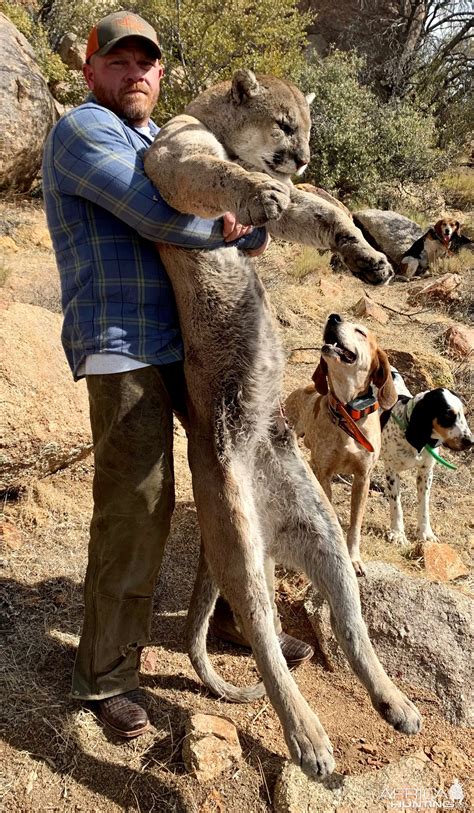 Mountain Lion Hunt Arizona | AfricaHunting.com