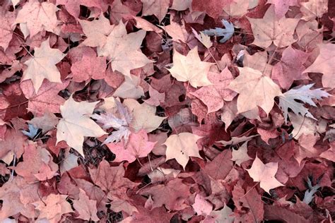 Pink autumn leaves stock image. Image of ground, texture - 83694445