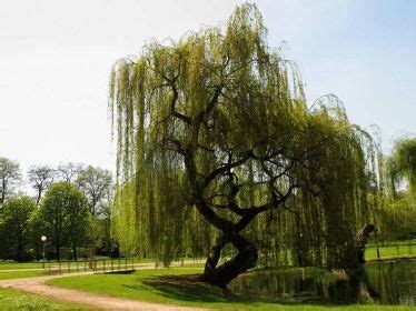 vrba smuteční – Obrázky.cz in 2020 | Live plants, Weeping willow tree, Willow tree tattoos