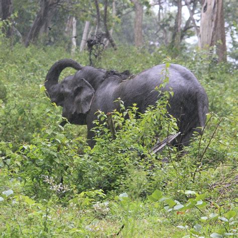 Mudumalai National Park, Ути: лучшие советы перед посещением - Tripadvisor