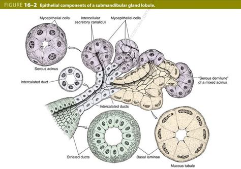 Submandibular Gland Histology