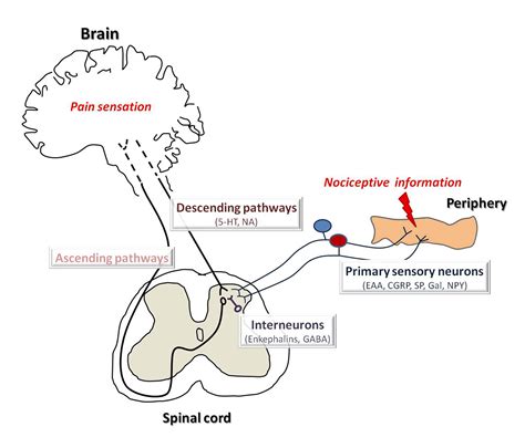 Gene Therapy for Chronic Pain Management | IntechOpen