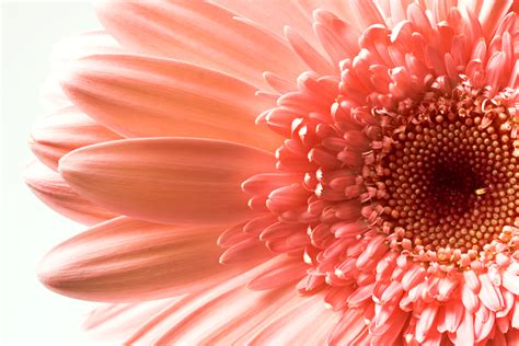 Free photo: Gerbera flower - Bloom, Gerbera, Summer - Free Download - Jooinn