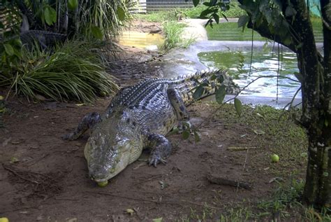 Saltwater Crocodile (Crocodylus porosus) – Australian Animals