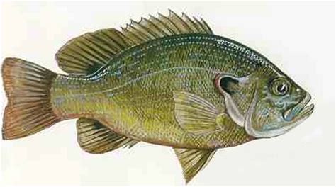 Green Sunfish