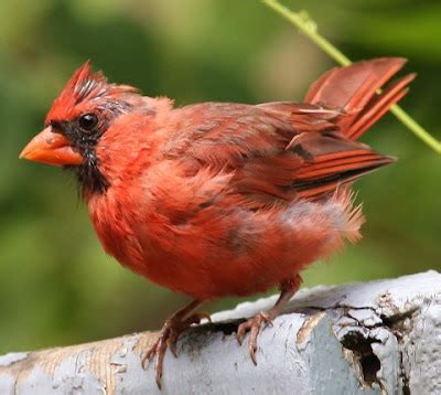 Indiana State Bird Cardinal | State Birds