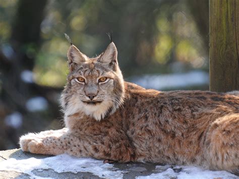 File:Lynx lynx, Luchs 05.JPG - Wikimedia Commons