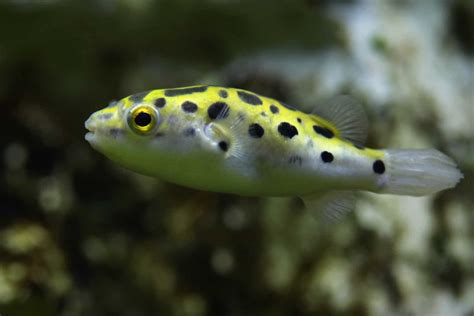 Leopard Puffer (Tetraodon Nigroviridis): Care Guide