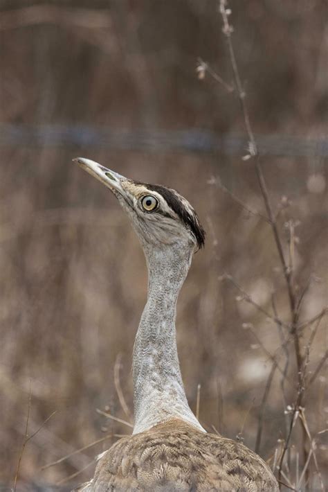 Australian Bustard Bird 24734637 Stock Photo at Vecteezy