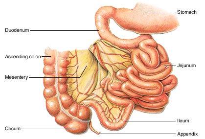 Jejunum - Function, Location, Histology and Related Conditions