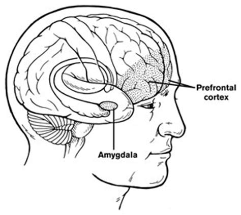 Het versterken van je prefrontale cortex