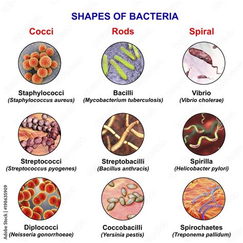 Types Of Spiral Bacteria