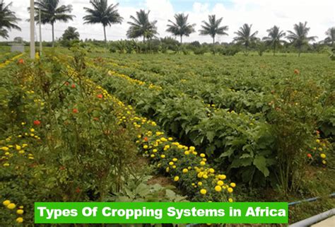 Different Types Of Cropping Systems in Africa - Nagro NG