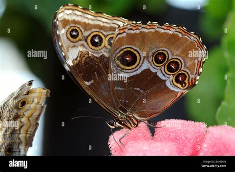 The beautiful butterfly is considered a symbol of love Stock Photo - Alamy