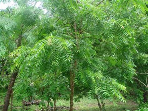 5 most powerful oxygen-producing trees you should try to grow