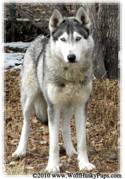 images search results - wolf husky hybrid | Wolf hybrid, Wolf hybrid ...