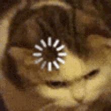 Loading Cat Memes GIF | GIFDB.com