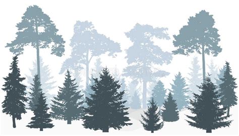 Winter Forest Silhouette. Pines, Fir Trees. Stock Vector - Illustration of beautiful, card ...