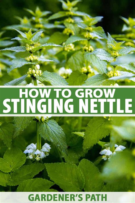 How to Grow Stinging Nettle | Gardener's Path