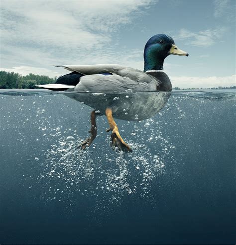 Duck Swimming Photography