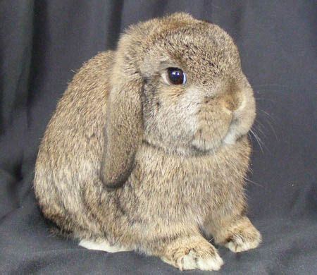 Mini Lops | Mini lop, Rabbit breeds, Mini lop bunnies