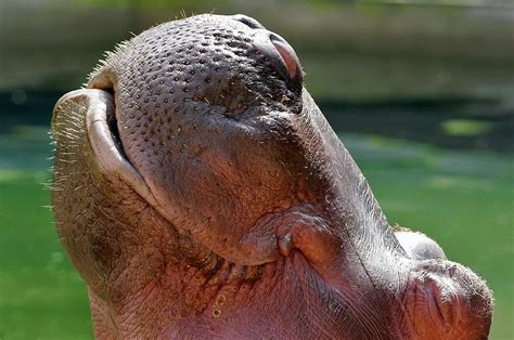 Smart Life World: How To Clean The Hippo Teeth Shanghai Zoo