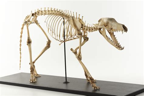 Thylacine Skeleton