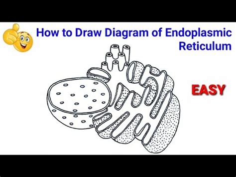 Easy Drawing Of Endoplasmic Reticulum Choose from over a million free ...