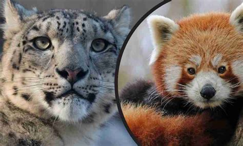 Snow Leopard & Red Pandas: 5 Answers You Should Know!