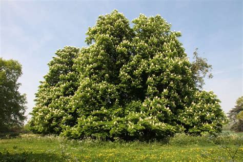 Horse Chestnut Tree: Care and Growing Guide