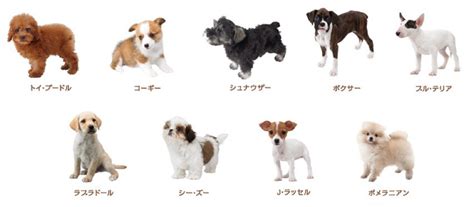 Japanese Dog Breeds - Dog Breeders Guide