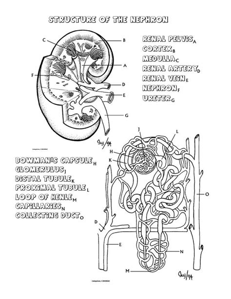 Kidney and Nephron coloring and diagram wksht