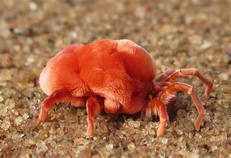 File:Giant red velvet mite (6689337493).jpg - Wikimedia Commons