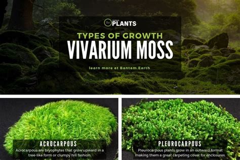 19+ Live Vivarium Moss Types | Care, Placement & Pictures! | Vivarium, Beautiful terrariums ...