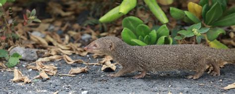 Mongooses in Hawaii: Why Latest Find on Kauai Is So Disturbing - Beat of Hawaii