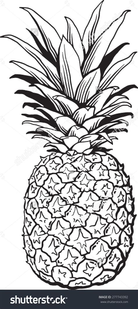 Pineapple Vector Outline at GetDrawings | Free download