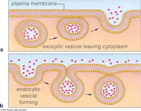 endocytosis exocytosis infographics - Google Search