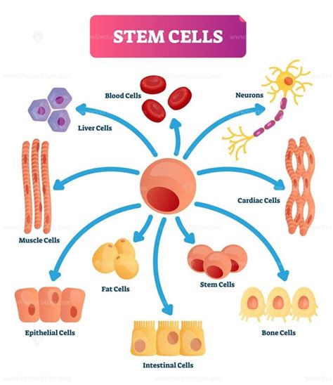 Stem cells vector illustration – VectorMine