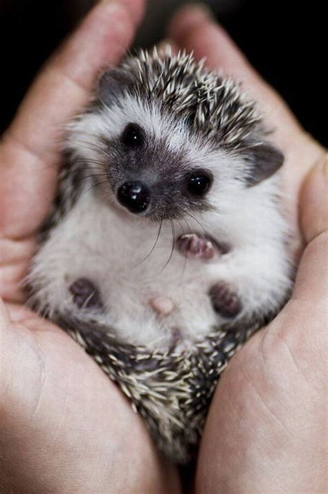 25 Of The Cutest Baby Animals Of All Time | Cute animals, Baby hedgehog ...