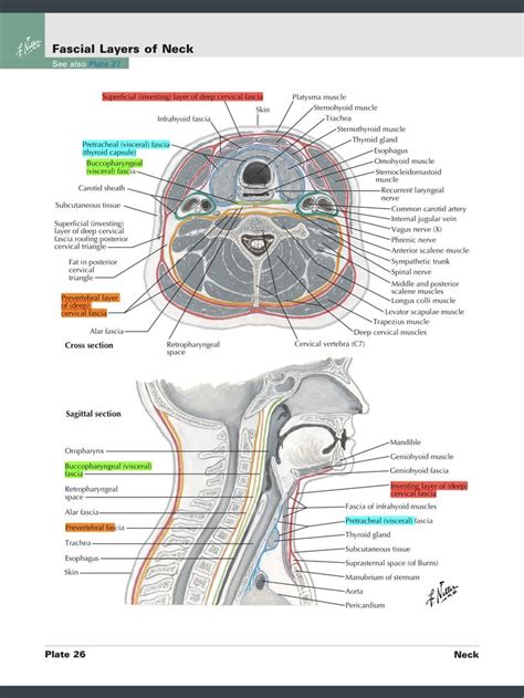 the anatomy of the head and neck, with labels on each part of the face