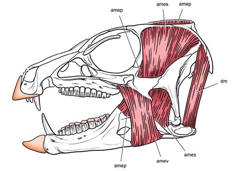 Heterodontosaurus_jaw_muscles - Rex Machina