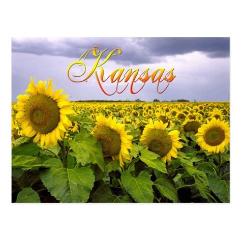 Kansas State Flower - The Sunflower Postcard | Zazzle