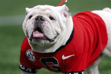 Damn good dawg: Georgia welcomes Uga XI, newest mascot