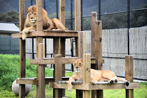 Lions | Monterey Zoo