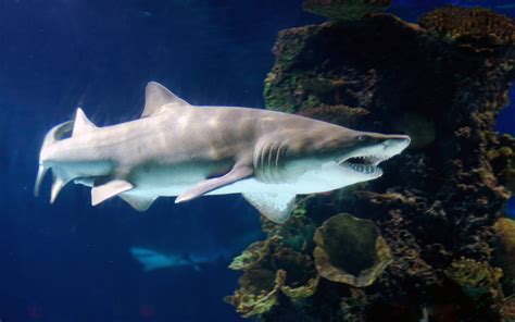 Tiger Shark Wallpapers - Wallpaper Cave