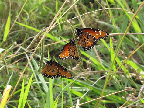 Queen, Monarch Caterpillars and Butterflies: How to Tell the Difference ...