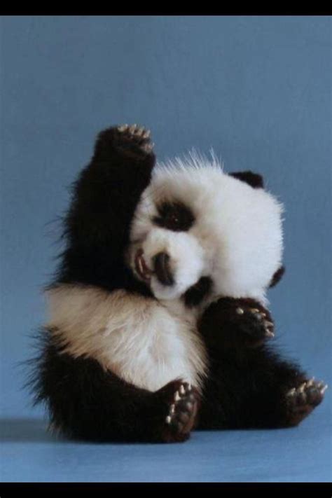 Panda raising hand | Fluffy animals, Animals, Cute wild animals