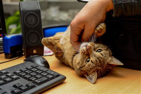 Cat Laying by the Computer Keyboard Looking Bored Close Up View Stock Photo - Image of kitty ...